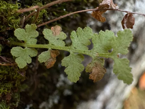 Alpine Woodsia