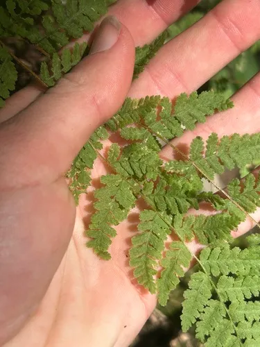 Appalachian Cliff Fern