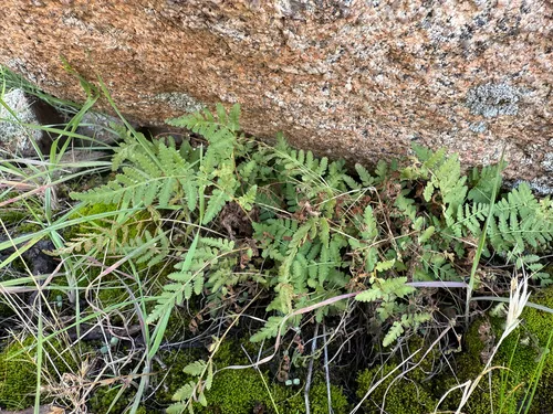 Cochise Cliff Fern