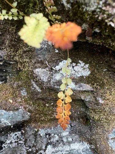Smooth Woodsia — photo by J. Burke Korol