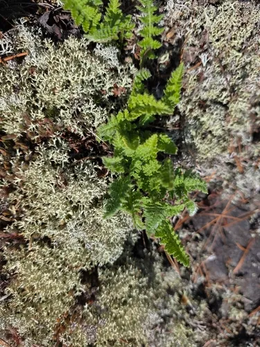 Rusty Woodsia — photo by Carter Dorscht