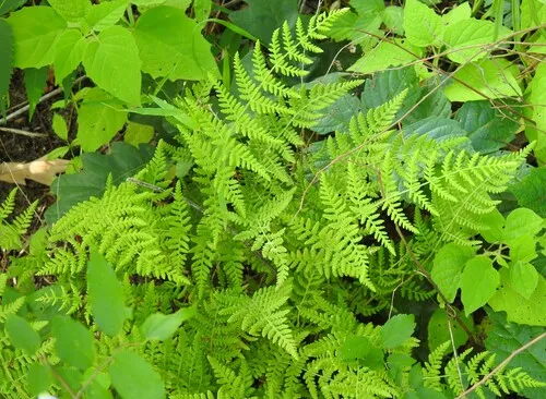 Bluntlobe Cliff Fern