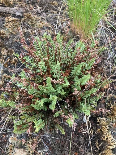 Oregon Cliff Fern (subsp. cathcartiana) — photo by christianwenger