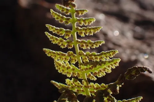 Plummer's Cliff Fern — photo by Harpo Faust