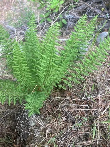 Rocky Mountain Woodsia — photo by Scott Gilmore