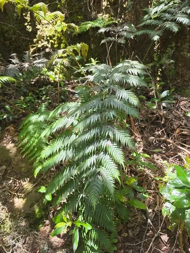 Rooting Chainfern