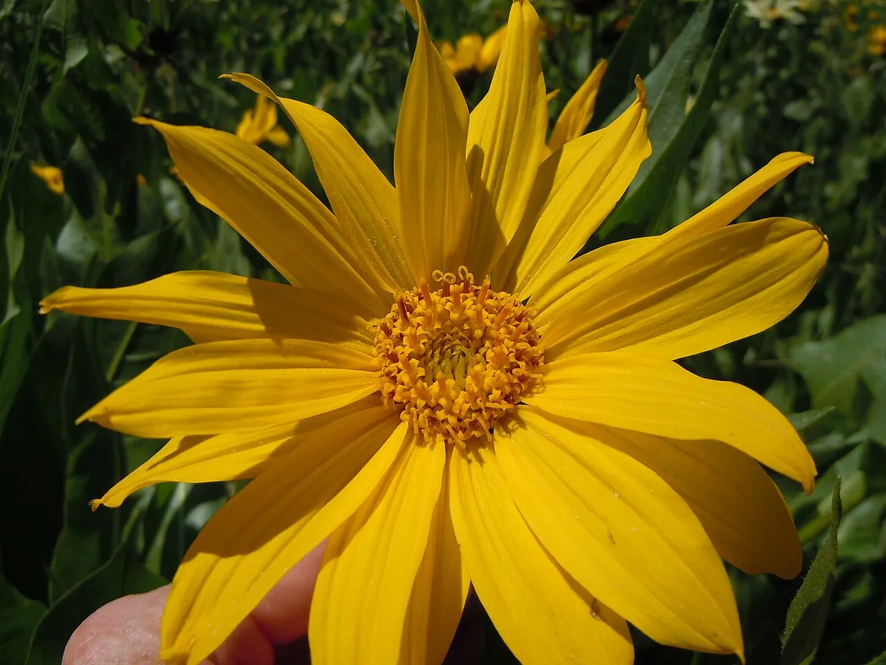 Mule-ears — photo by Matt Lavin from Bozeman, Montana, USA