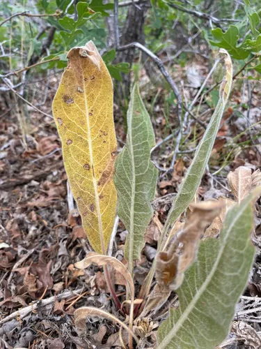 Arizona Mule-ears