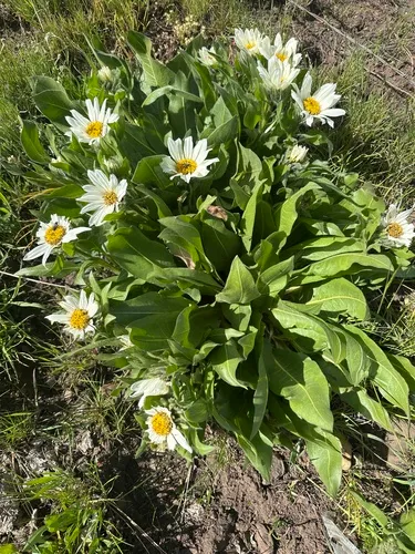 Sunflower Mule-ears — photo by grassgirl