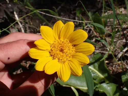 Humboldt Mule-ears