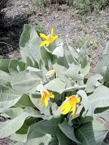 Woolly Mule-ears — photo by lydiaede