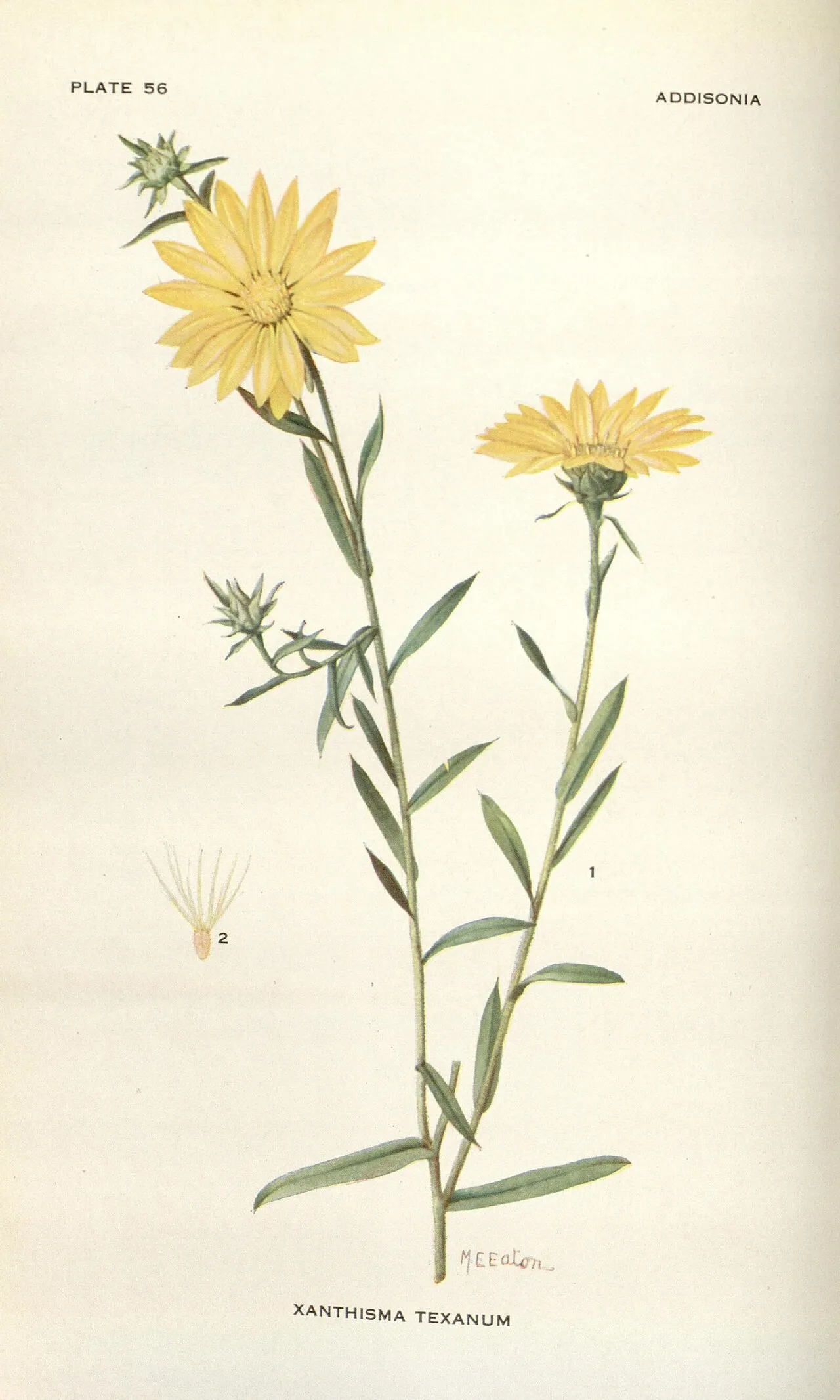 Texas Sleepydaisy (var. texanum) — photo by New York Botanical Garden.