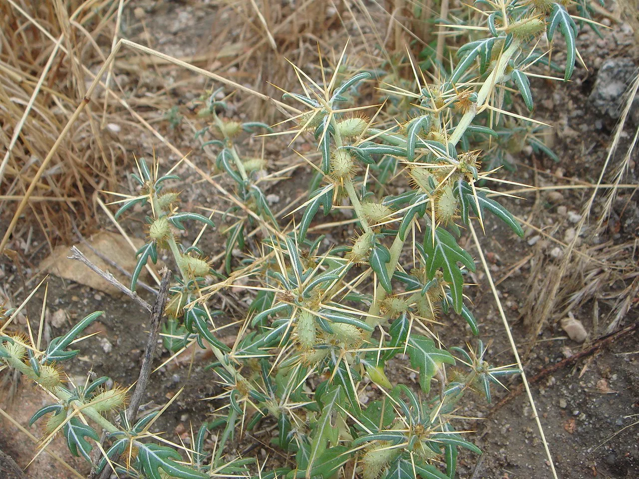 Spiny Cocklebur — photo by Xemenendura
