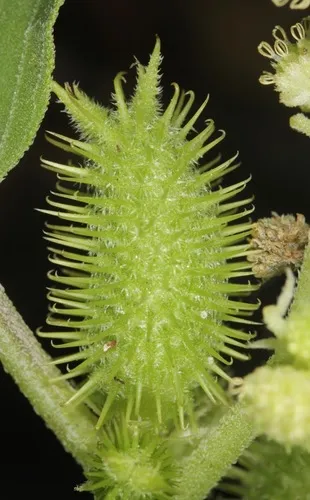 Rough Cocklebur