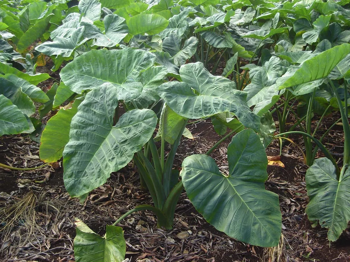 Arrowleaf Elephant's Ear