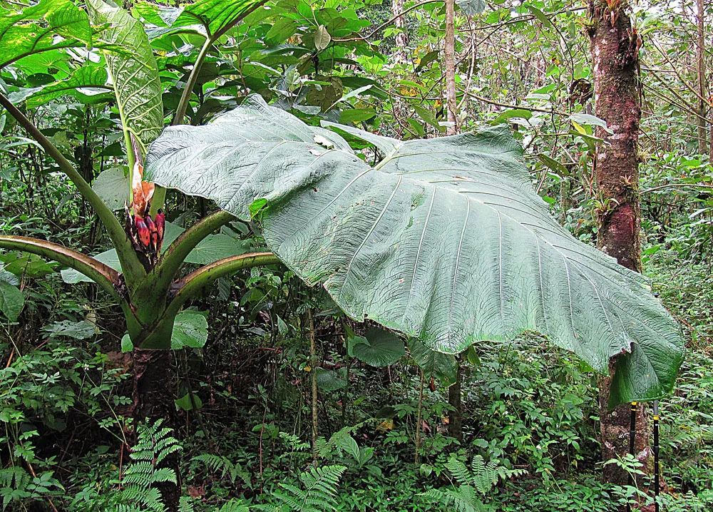 Tall Elephant's Ear