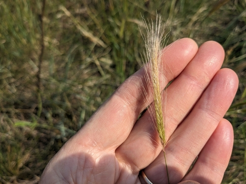 Macoun's Barley — photo by Margaret Krichbaum