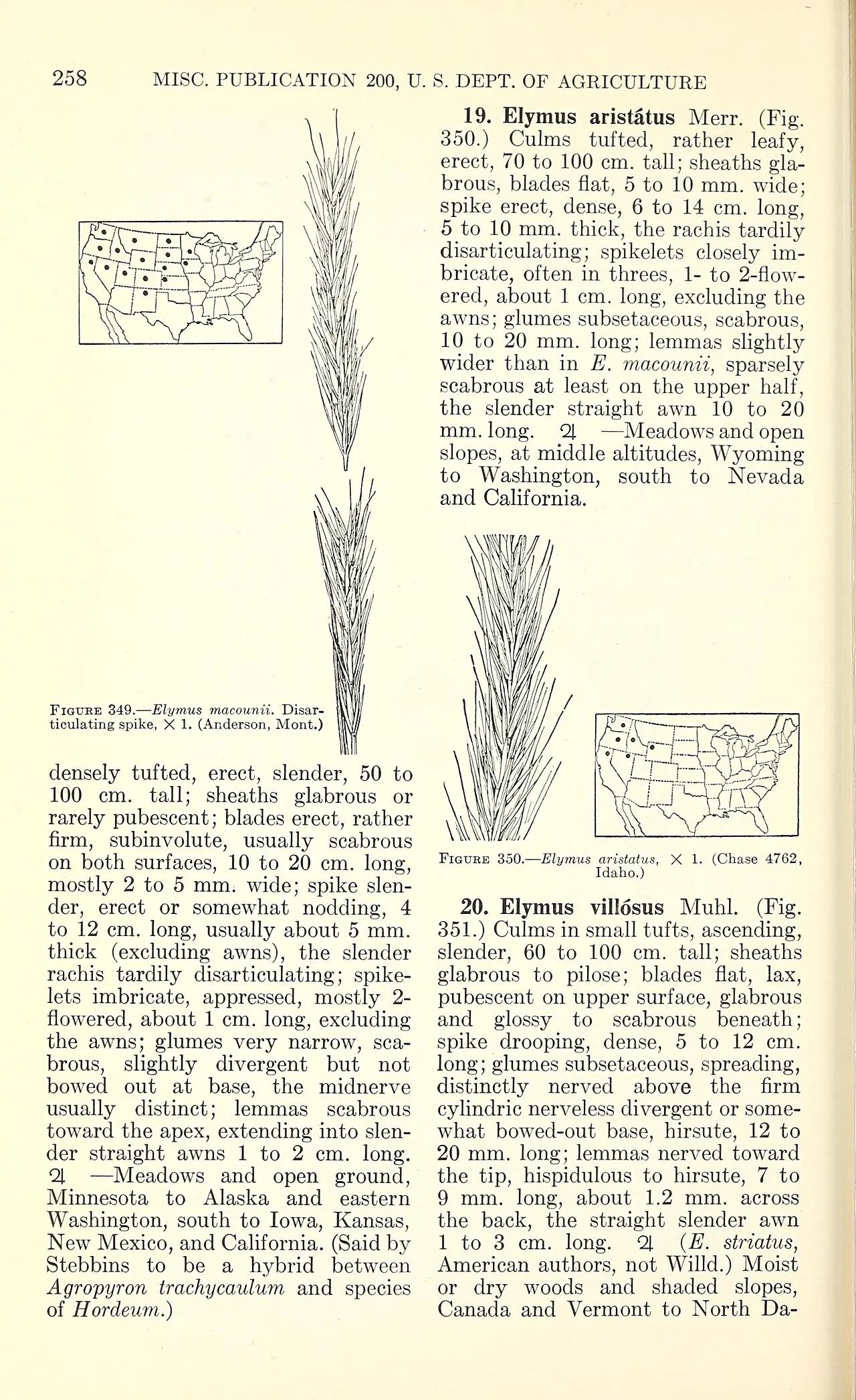 Stebbins' Barley — photo by Chase, Agnes; Hitchcock, A. S.