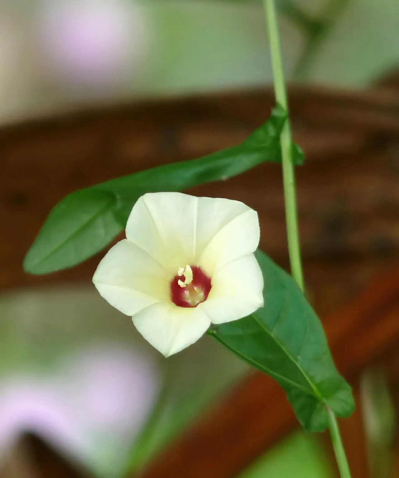 African Morningvine — photo by Jeevan Jose, Kerala, India