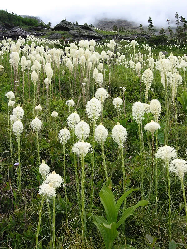 Common Beargrass