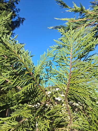 Leyland Cypress — photo by themrnonameguy
