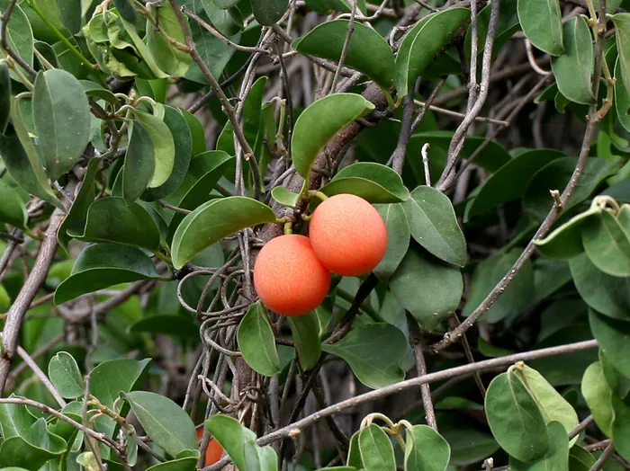 Tallow Wood