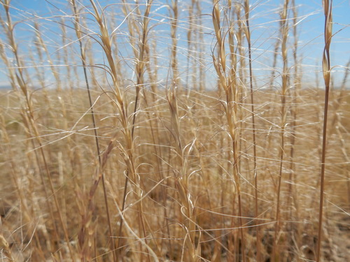 Foxtail Wheatgrass — photo by Matt Lavin
