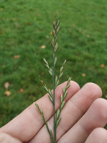 Fescue Ryegrass — photo by Alexey P. Seregin