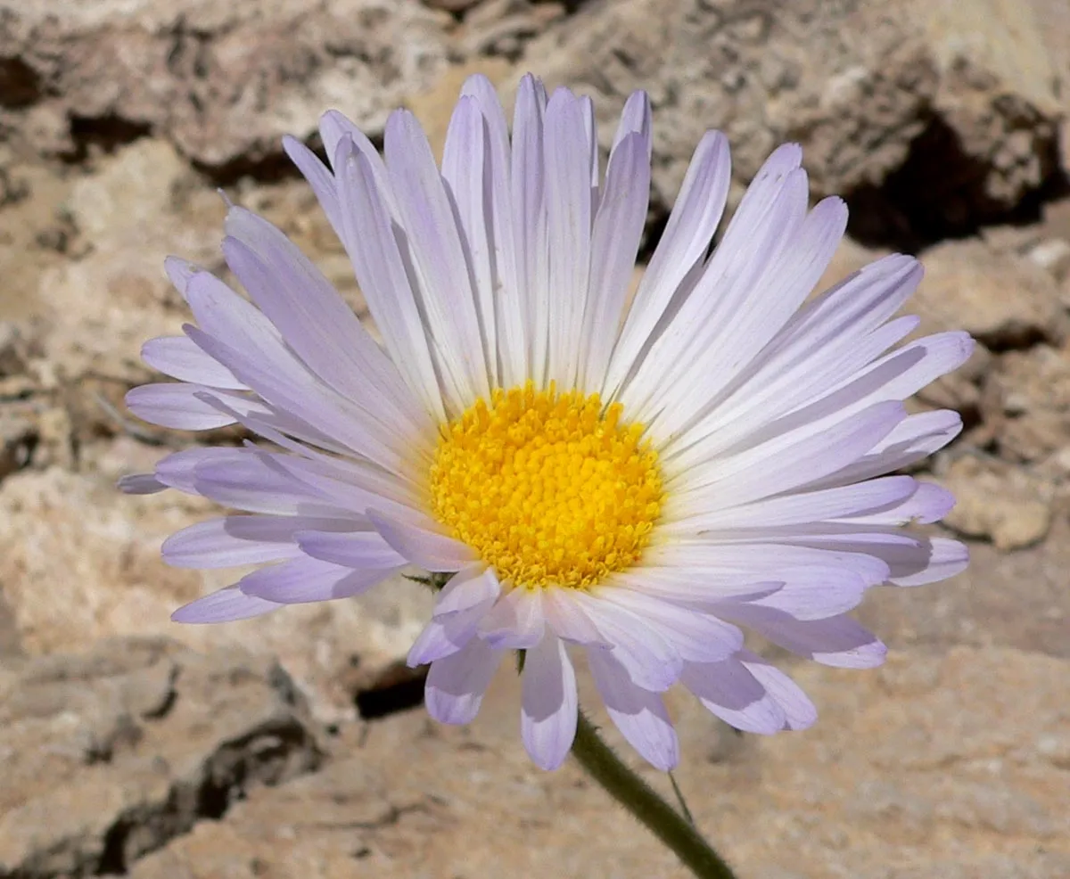 Mojave Woodyaster