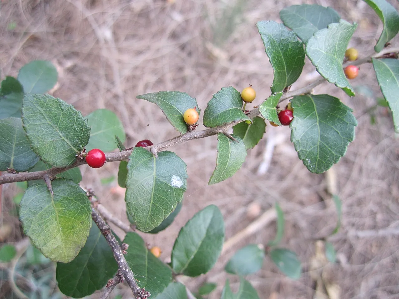 Brushholly