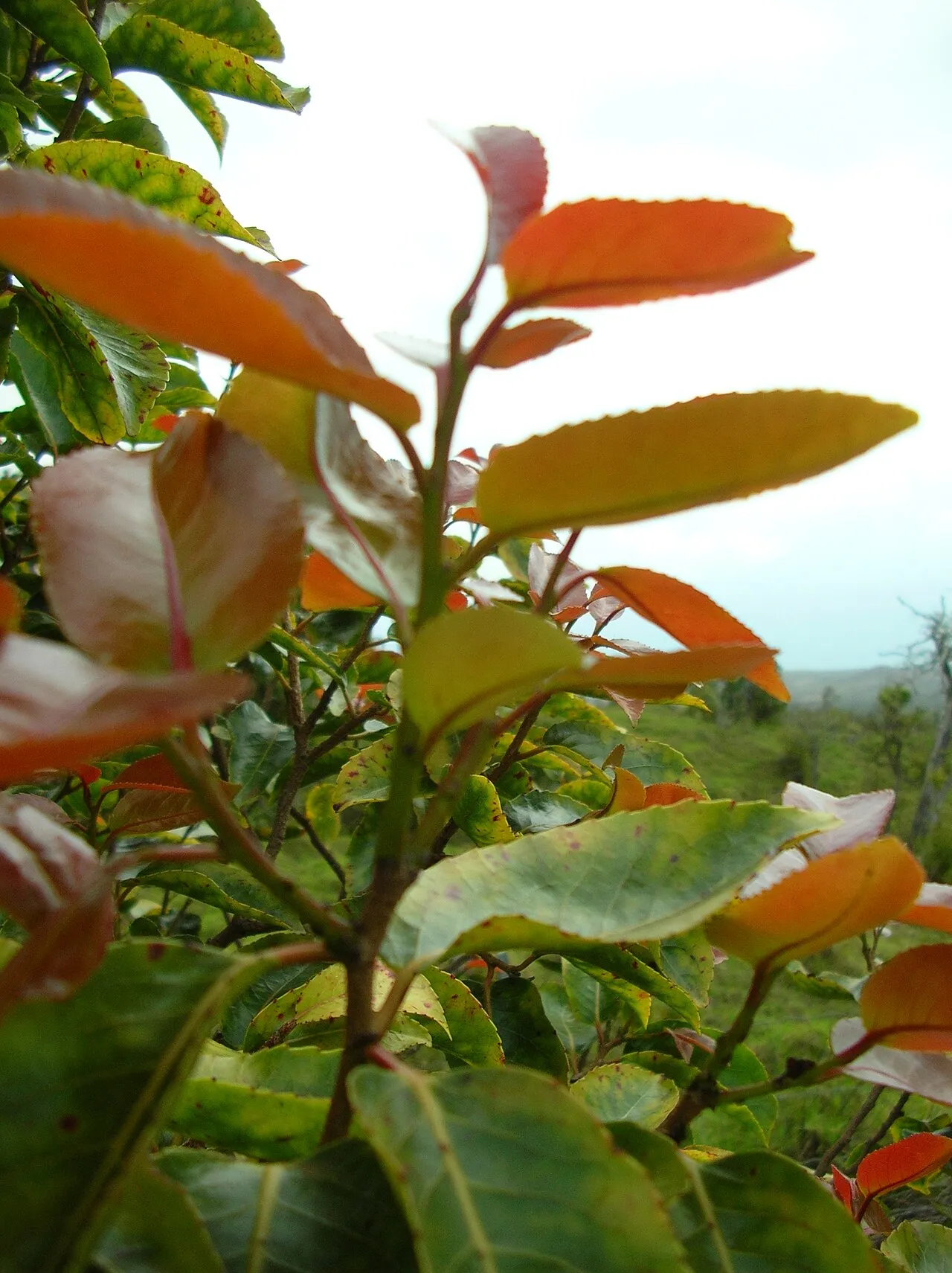 Hawai'i Brushholly