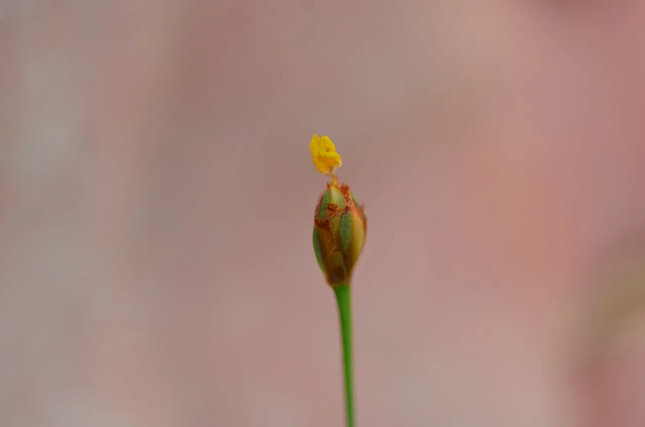 Shortleaf Yelloweyed Grass — photo by Bobyellow
