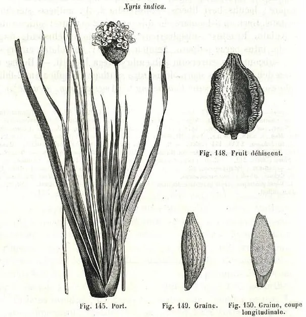 Carolina Yelloweyed Grass