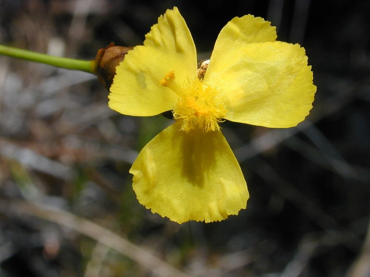 Hawai'i Yelloweyed Grass — photo by Wikimedia Commons