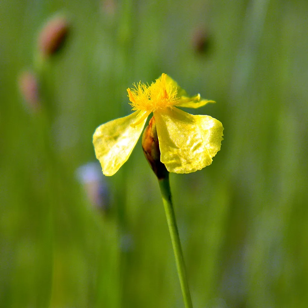 Bog Yelloweyed Grass