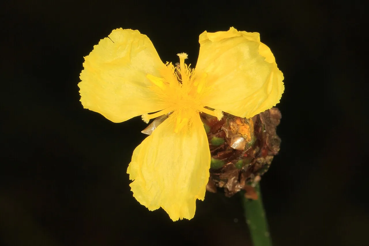Fringed Yelloweyed Grass — photo by Judy Gallagher