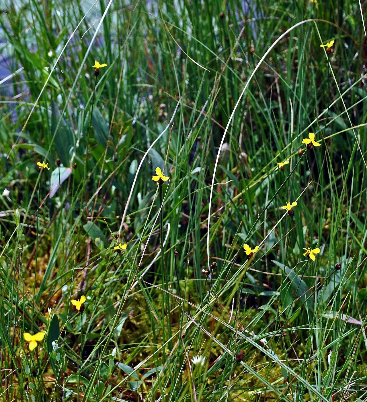 Northern Yelloweyed Grass — photo by Aaron Carlson