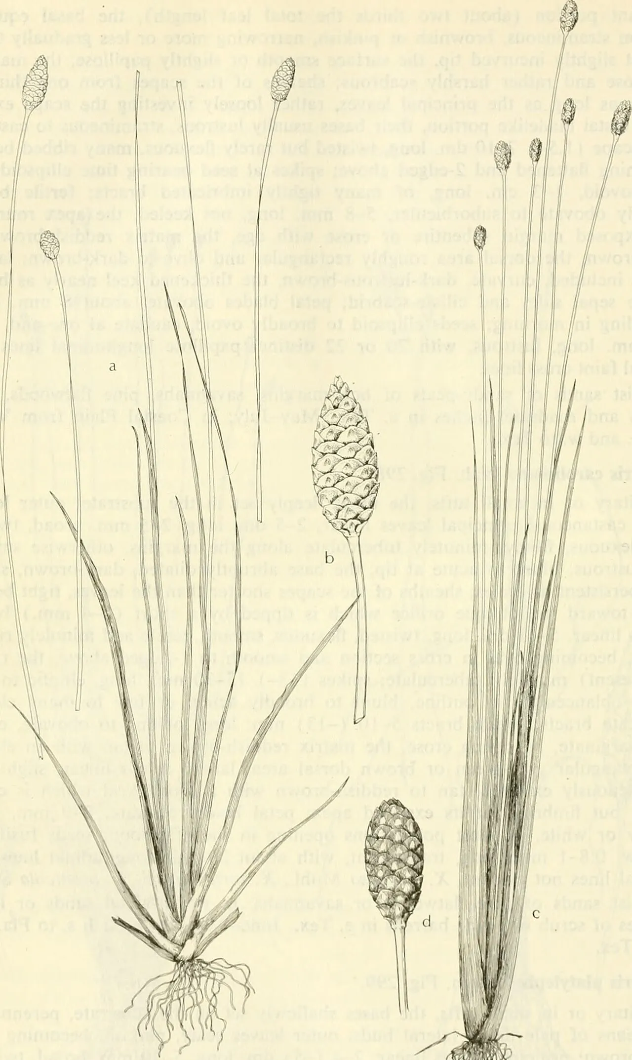 Tall Yelloweyed Grass — photo by Internet Archive Book Images
