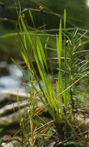 Tennessee Yelloweyed Grass — photo by Unknown author Unknown author
