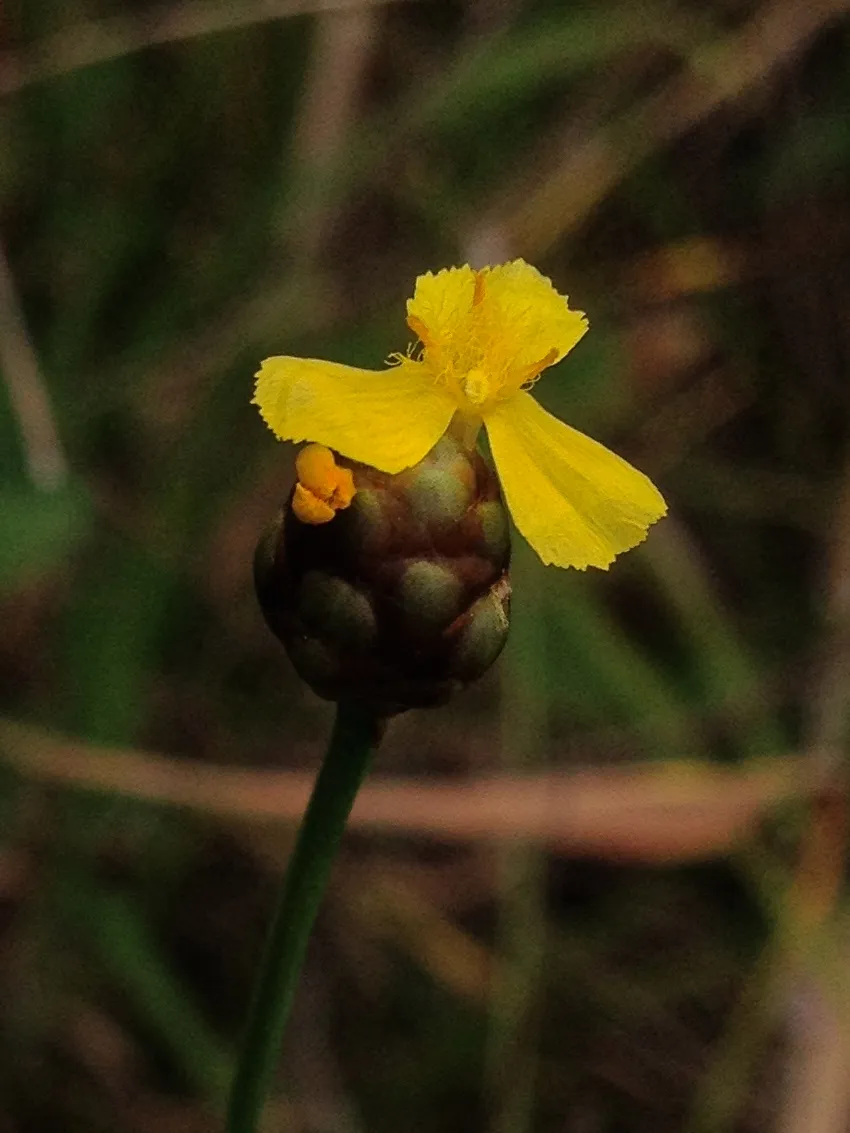 Slender Yelloweyed Grass — photo by Fritz Flohr Reynolds