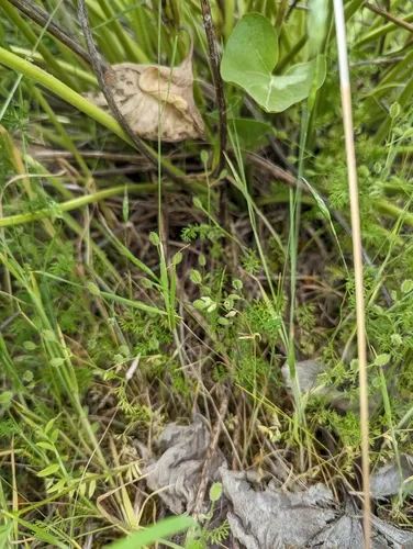 False Carrot — photo by wetlandwanderer