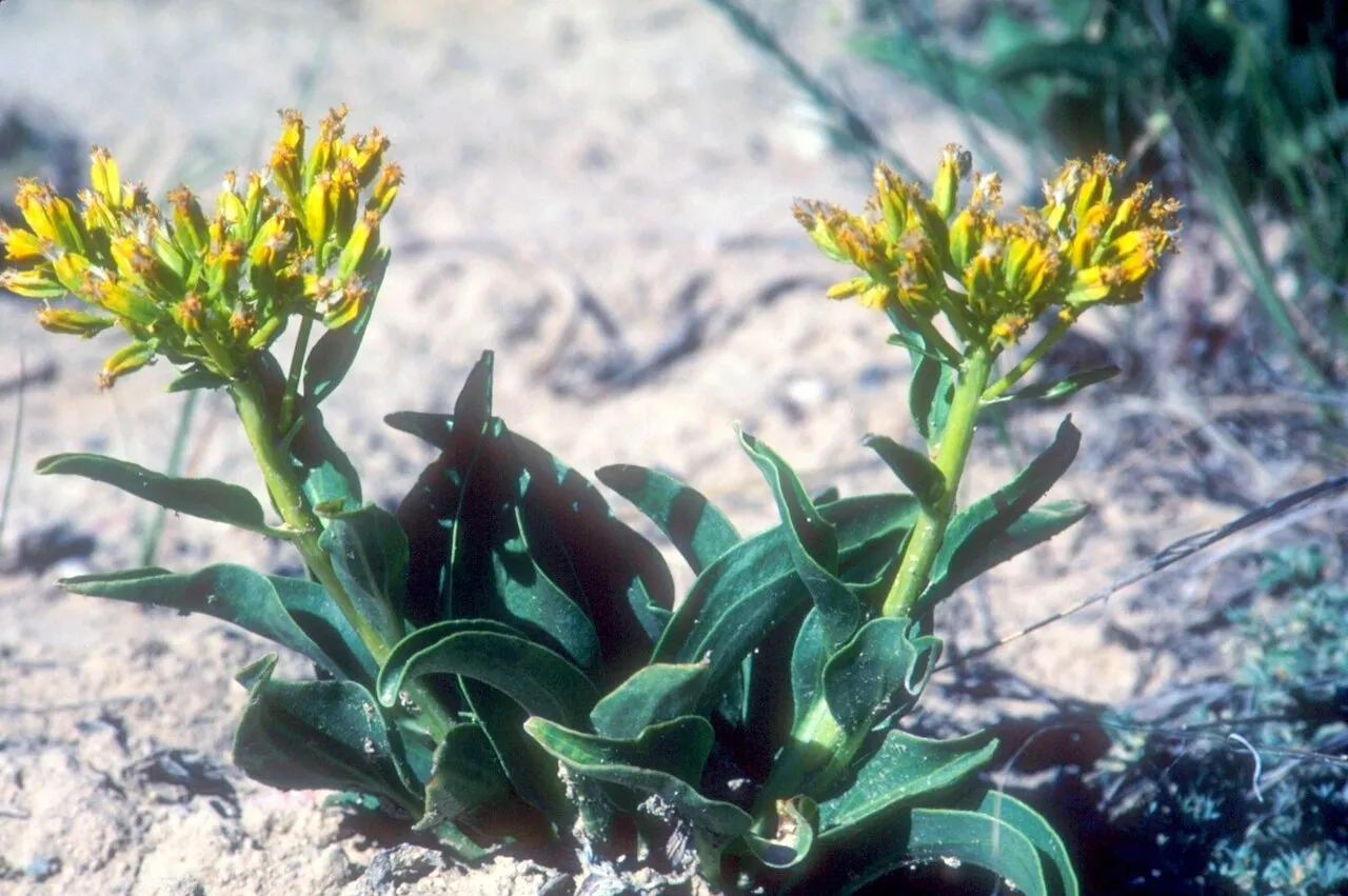 Desert Yellowhead — photo by Bonnie Heidel/USGov-Interior
