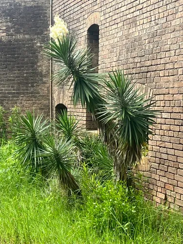 Aloe Yucca