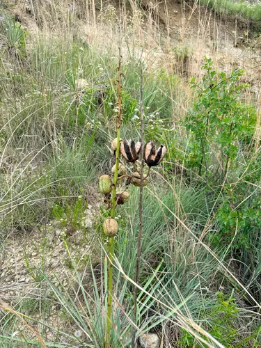 Arkansas Yucca