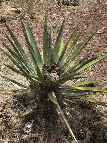 Banana Yucca