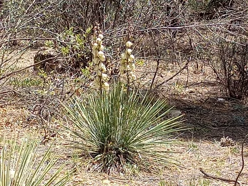 Navajo Yucca — photo by Shannon T.