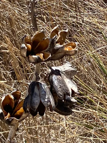Plains Yucca — photo by reyesjos024