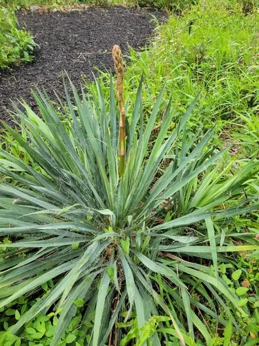 Weak-leaf Yucca — photo by Aaron L