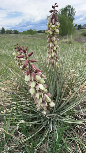 Soapweed Yucca — photo by aidan_shaw