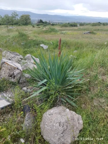 Moundlily Yucca — photo by Daniel